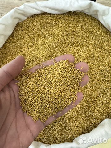 картинка Горчица (25 кг/м) желтая магазин Одежда+ являющийся официальным дистрибьютором в России 