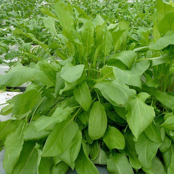 картинка Щавель Крупнолистный 1кг (ПрСидс) магазин Одежда+ являющийся официальным дистрибьютором в России 
