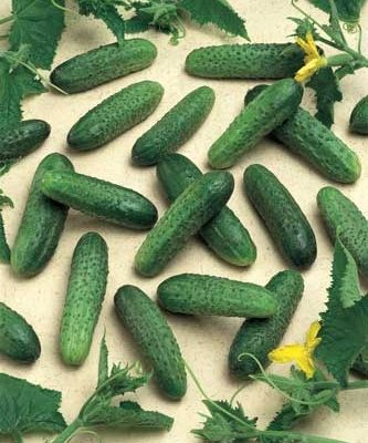 картинка Огурец Герман F1 100шт (Seminis) магазин Одежда+ являющийся официальным дистрибьютором в России 