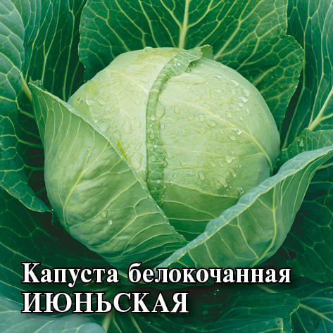 картинка Капуста Июньская 25г (Гавриш) магазин Одежда+ являющийся официальным дистрибьютором в России 