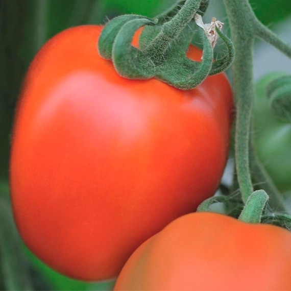 картинка Томат Бенито F1 1000шт (Bejo) магазин Одежда+ являющийся официальным дистрибьютором в России 