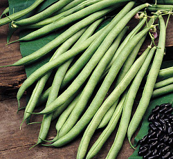 картинка Фасоль Журавушка 1кг (ПрСидс) магазин Одежда+ являющийся официальным дистрибьютором в России 