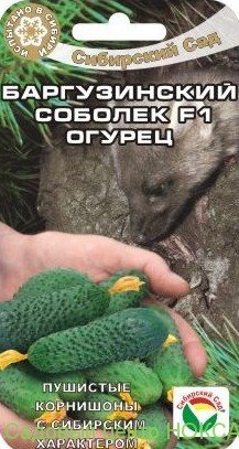 картинка Огурец Баргузинский соболек F1 7шт (СибСад)  магазин Одежда+ являющийся официальным дистрибьютором в России 