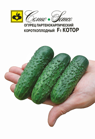 картинка Огурец Котор F1 5шт (Семко) раннеспелый магазин Одежда+ являющийся официальным дистрибьютором в России 