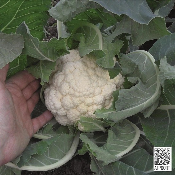 картинка Капуста цветная Гудман F1 2500шт (Bejo) магазин Одежда+ являющийся официальным дистрибьютором в России 