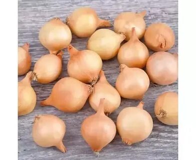 картинка Лук Штуттгартер ризен 1кг (ПрСидс) магазин Одежда+ являющийся официальным дистрибьютором в России 