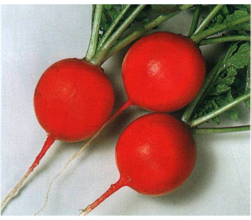 картинка Редис Черриэт 10 000шт (Sakata)  магазин Одежда+ являющийся официальным дистрибьютором в России 