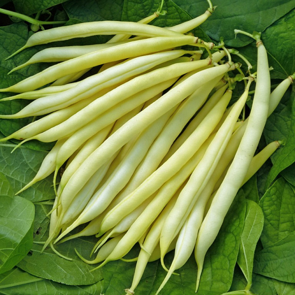 картинка Фасоль Масляный король 1кг (ПрСидс) магазин Одежда+ являющийся официальным дистрибьютором в России 