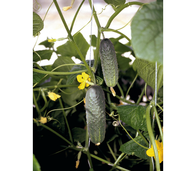 картинка Огурец Атлантис F1 250шт (Bejo) магазин Одежда+ являющийся официальным дистрибьютором в России 