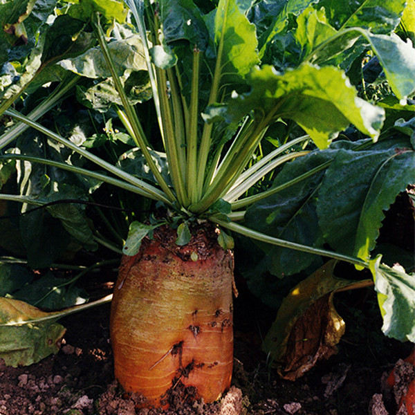 картинка Свекла кормовая Бригадир 10кг/м (+/- 2%) Великобритания магазин Одежда+ являющийся официальным дистрибьютором в России 