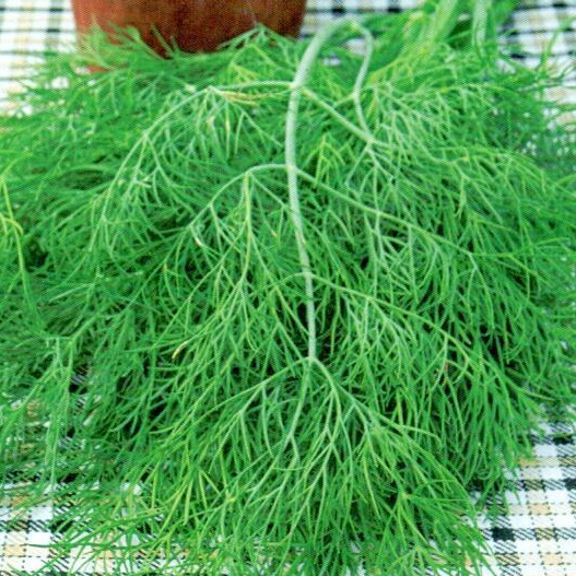 картинка Укроп Аллигатор 1кг (ПрСидс) магазин Одежда+ являющийся официальным дистрибьютором в России 