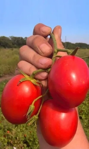 картинка Томат Непасынкующийся Сливовидный 0,1г б/п (Марс) магазин Одежда+ являющийся официальным дистрибьютором в России 