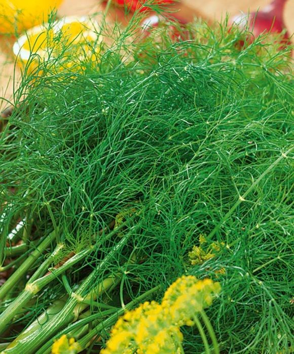 картинка Укроп Гладиатор 2г ц/п (НК)  магазин Одежда+ являющийся официальным дистрибьютором в России 