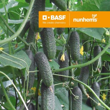 картинка Огурец Директор F1 500шт Nunh магазин Одежда+ являющийся официальным дистрибьютором в России 