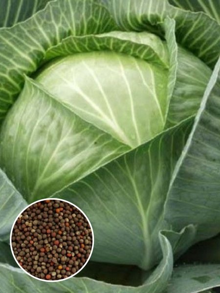 картинка Капуста Московская поздняя 1кг (ПрСидс) магазин Одежда+ являющийся официальным дистрибьютором в России 