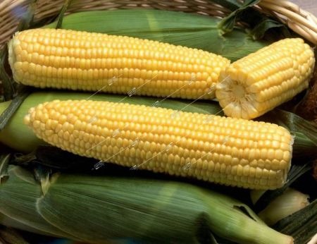 картинка Кукуруза Кубанская сахарная 1кг (ПрСидс) магазин Одежда+ являющийся официальным дистрибьютором в России 