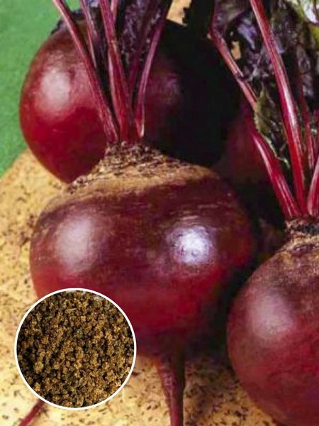 картинка Свекла Детройт 1кг (ПрСидс) магазин Одежда+ являющийся официальным дистрибьютором в России 