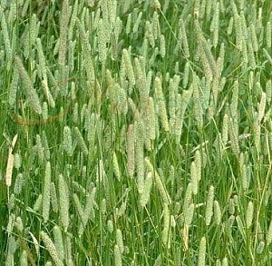 Тимофеевка фасовка 1кг Россия 5/