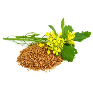 Горчица белая фасовка 1кг (Ал.Сад) 5/25