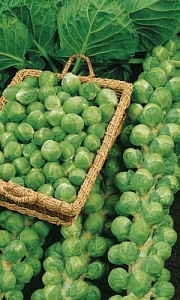 Капуста брюссельская Геркулес 0,25г ц/п (УД) поздняя