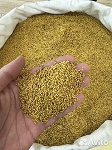 Горчица (25 кг/м) желтая