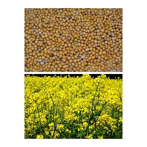 Горчица желтая 25кг/м (+/- 3%) (Ал.Сад)