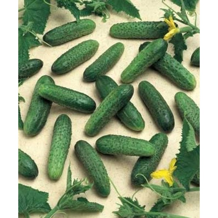 картинка Огурец Герман F1 250шт (RS) магазин Одежда+ являющийся официальным дистрибьютором в России 