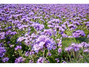 Фацелия 30кг/м (+/- 2%) (Ал.Сад)