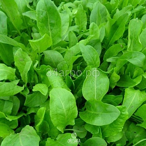 Щавель Широколистный 1кг (ПрСидс)