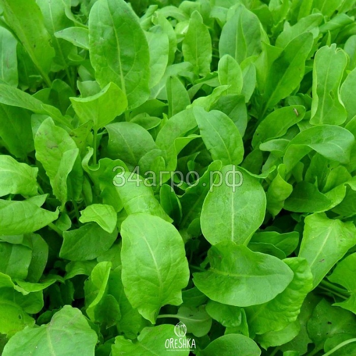 картинка Щавель Широколистный 1кг (ПрСидс) магазин Одежда+ являющийся официальным дистрибьютором в России 