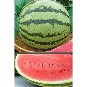 Арбуз Розовый мед (ГС) ц/п (УД)