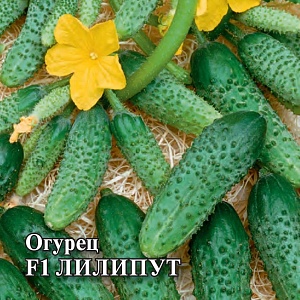 Огурец Лилипут F1 100шт ц/п (Гавриш)
