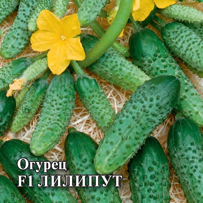 картинка Огурец Лилипут F1 100шт ц/п (Гавриш) магазин Одежда+ являющийся официальным дистрибьютором в России 
