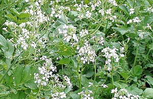 Редька Масличная 40кг/м (+/- 2%) (Ал.Сад)