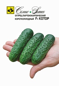 Огурец Котор F1 5шт (Семко) раннеспелый