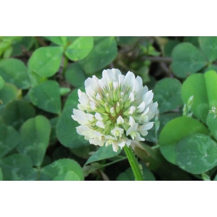 картинка Клевер Белый фасовка 500г (Ал.склад) 2/50 магазин Одежда+ являющийся официальным дистрибьютором в России 