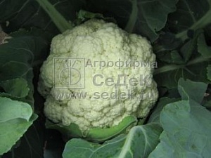 Капуста цветная Малима F1 0,1г ц/п (Седек)