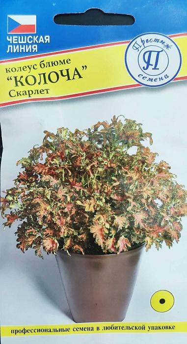 картинка Колеус Колоча Скарлет 5шт (Престиж) магазин Одежда+ являющийся официальным дистрибьютором в России 