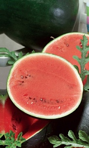 Арбуз Ультраскороспелый 10шт ц/п (УД) ранн,темно-зеленый,2-4кг