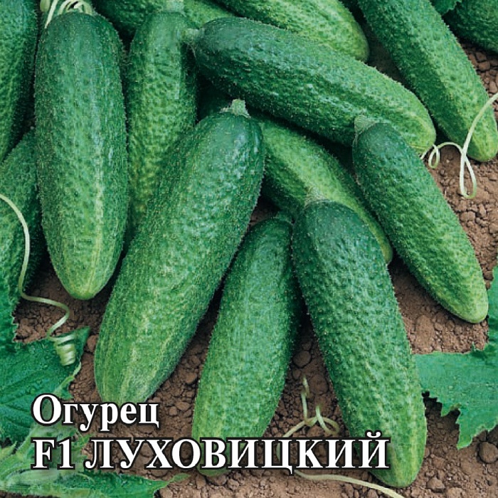 картинка Огурец Луховицкий F1 100шт (Гавриш) магазин Одежда+ являющийся официальным дистрибьютором в России 