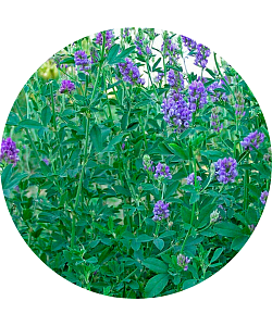 Люцерна VERKO РС1 синяя первой репродукции 50кг/м Германия