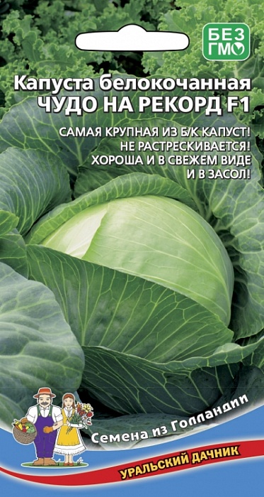 картинка Капуста Чудо на рекорд F1 0,3г ц/п (УД) до 17кг магазин Одежда+ являющийся официальным дистрибьютором в России 