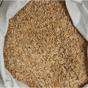 Овес 30кг/м (Ал.Сад)