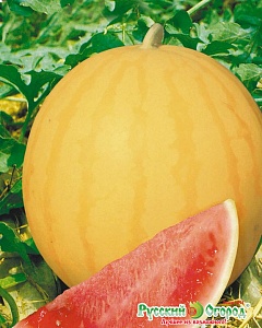 Арбуз Подарок солнца 5шт ц/п (НК) у/ранний,3кг