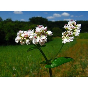 Гречиха 750г (Ал.Сад) 3/30