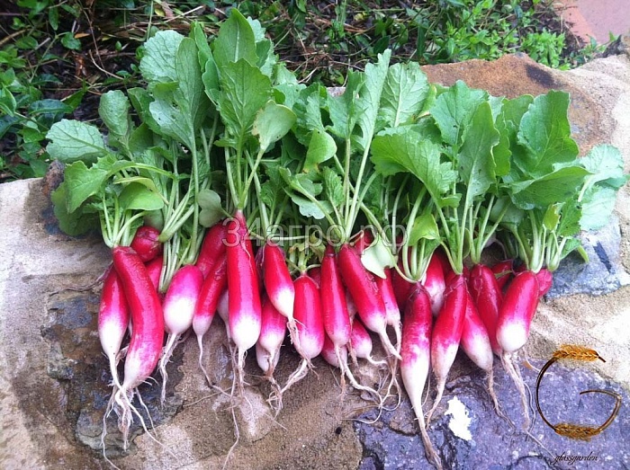 картинка Редис Французский завтрак 1кг (ПрСидс) магазин Одежда+ являющийся официальным дистрибьютором в России 