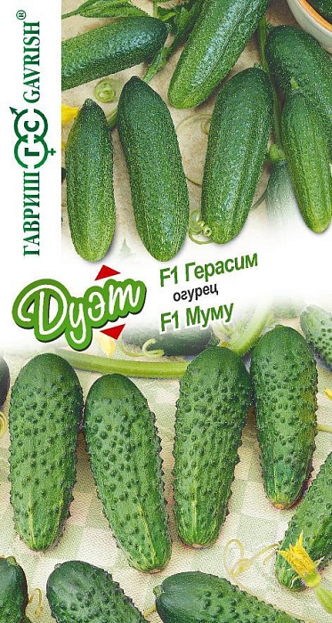 картинка Огурец Герасим F1+Муму F1 серия ДУЭТ 20шт ц/п (Гавриш) магазин Одежда+ являющийся официальным дистрибьютором в России 