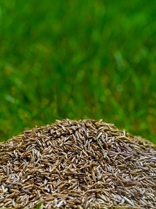 Овсяница луговая 20кг/м Ал.Сад