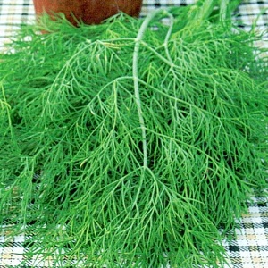 Укроп Аллигатор 1кг (ПрСидс)