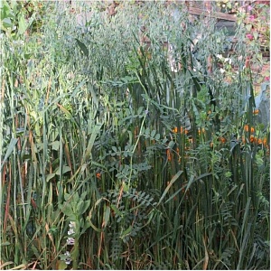 Вико-овсяная смесь 750г (Ал.Сад) 5/30